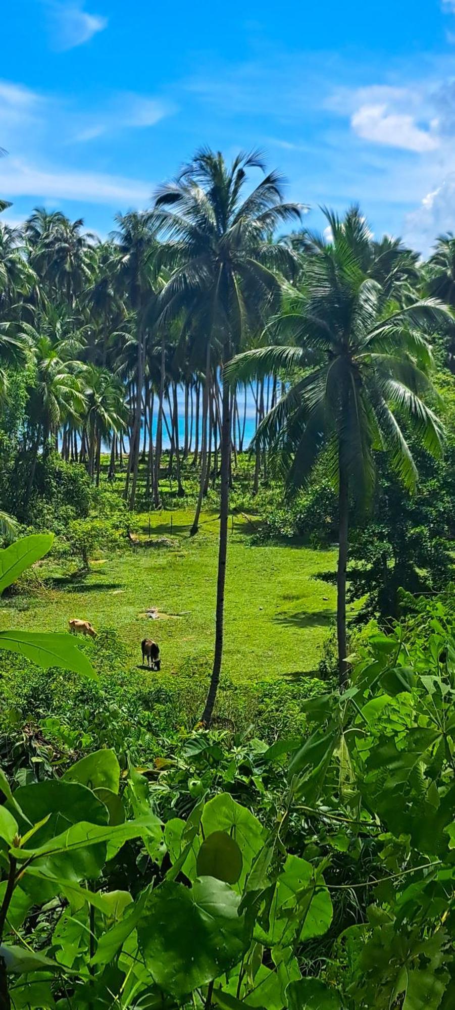 The View - Jungle Lodges - Port Barton 圣维森特 外观 照片